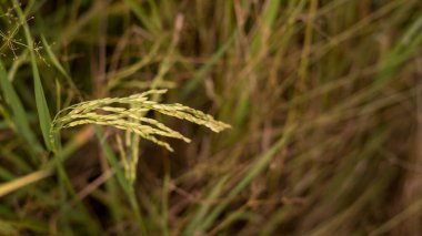Paddy Field 'daki olgun altın çeltik tarlasına yakın çekim.