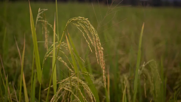 Paddy Field Daki Olgun Altın Çeltik Tarlasına Yakın Çekim — Stok fotoğraf