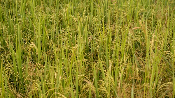 Colpo Ravvicinato Risaia Dorata Matura Risaia — Foto Stock