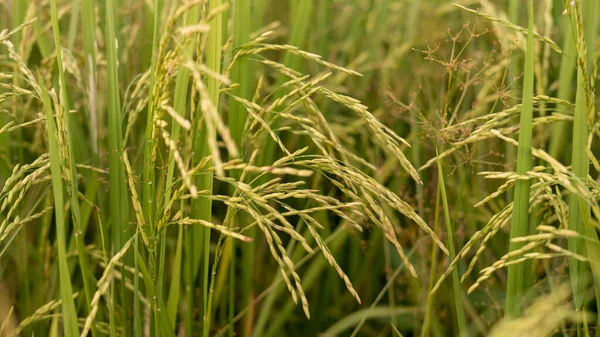 Paddy Field Daki Olgun Altın Çeltik Tarlasına Yakın Çekim — Stok fotoğraf