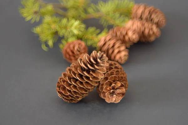 Firavun konileri ve ladin dalları