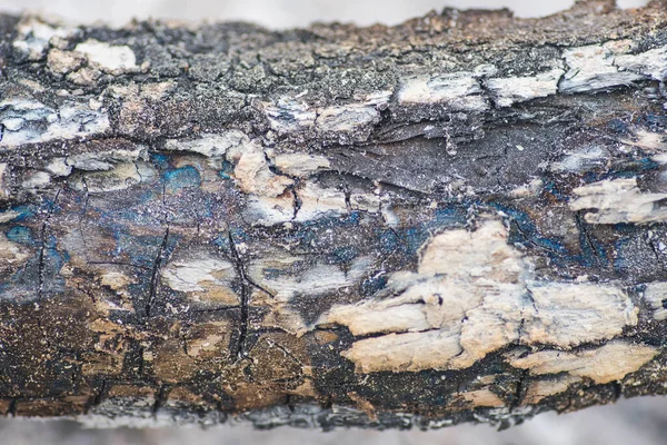 Arkaplan için yanmış ahşap dokusu