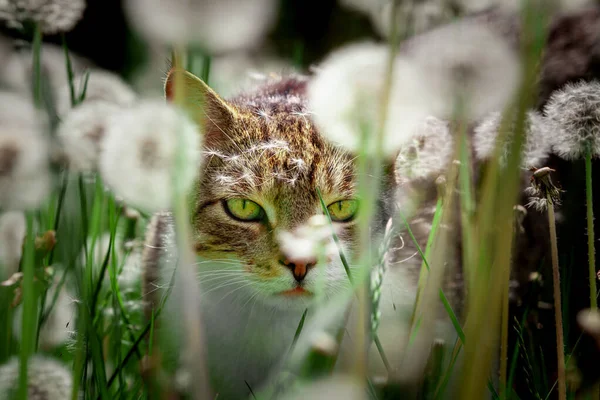 Chat Caché Dans Herbe Les Pissenlits — Photo