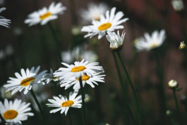 Bir yaz gününde beyaz papatyalar