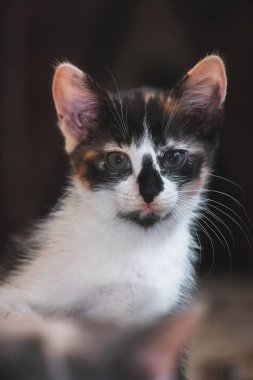 Küçük renkli kediler kapanıyor.