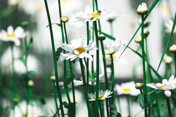 Bir yaz gününde beyaz papatyalar