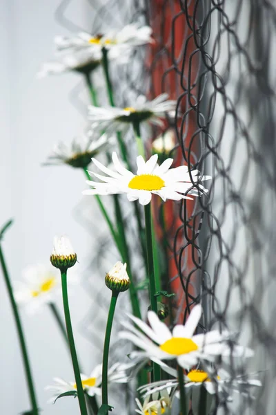 Bir yaz gününde beyaz papatyalar