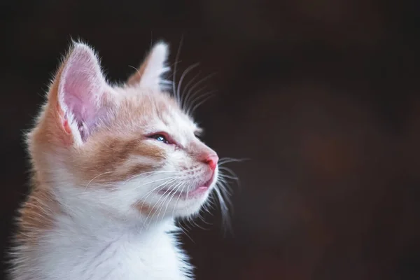 Pequenos Gatinhos Coloridos Perto — Fotografia de Stock