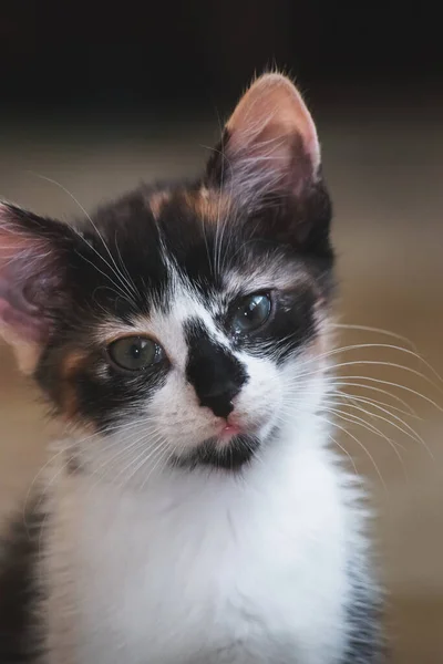 Küçük renkli kediler kapanıyor.