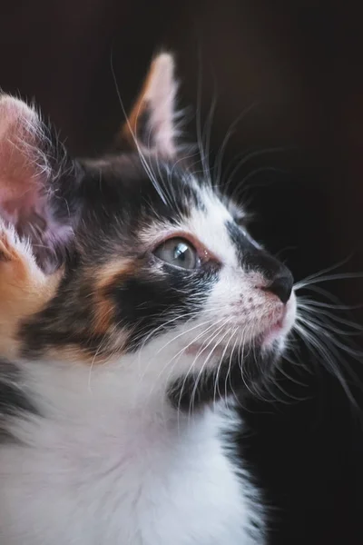 Küçük renkli kediler kapanıyor.