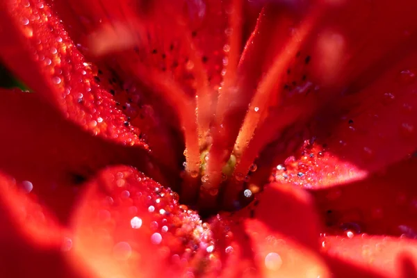 Beautiful flowers macro abstract art background with a soft focus. Red Lily flower in nature.