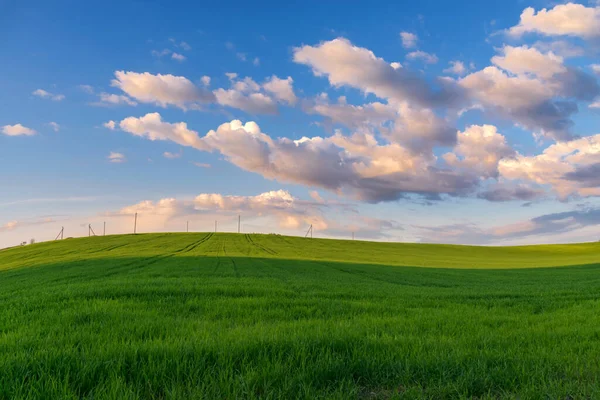 Bellissimo Campo Verde Giovani Germogli Cereali Sullo Sfondo Cielo Blu — Foto Stock