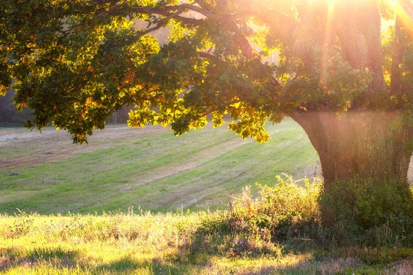 Gyönyörű Öreg Elágazó Tölgy Sárga Levelekkel Napfényben Szcenikus Őszi Háttér — Stock Fotó