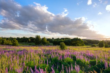 Güneşin altındaki yeşil çimlerde çiçek açan lupinlerle, pembe ve beyaz bulutlarla güzel bir çayır. Lezzetli pastoral havadar taze sanatsal görüntü doğası.