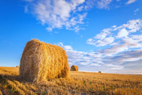 美丽的乡村风景 收割田里的一捆金色稻草 乌云笼罩蓝天 — 图库照片