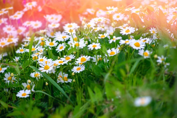 Lindas Flores Silvestres Camomila Apotecário Ervilhas Silvestres Roxas Natureza Close — Fotografia de Stock