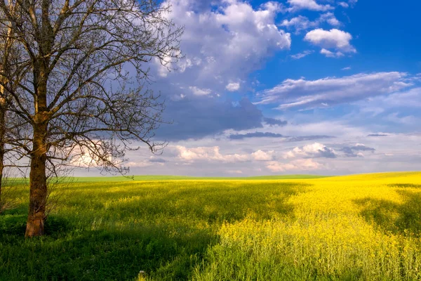 Gyönyörű Panorámás Táj Természetes Nyári Tavaszi Táj Egy Sárga Mező — Stock Fotó