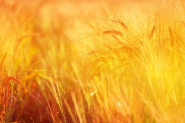 Güneşin doğuşunda ya da batışında yumuşak bir odak ve bulanık bir arka planla olgunlaşmış arpanın altın kulakları.. 