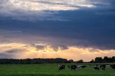 İnek gün batımında çimenlikte dramatik bir gökyüzü ile