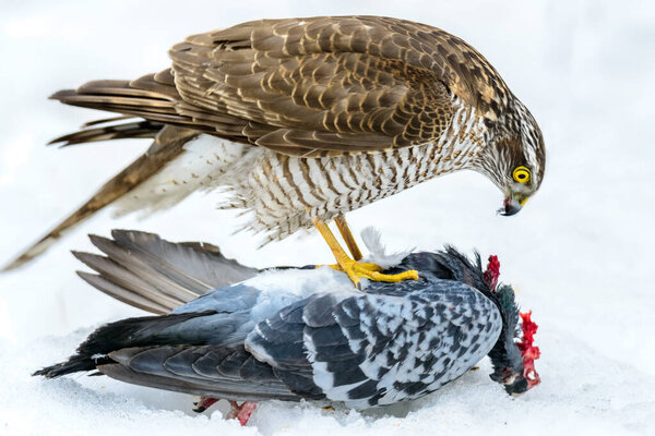 : Eurasian Sparrowhawk eats meat killed the dove. Soft focus