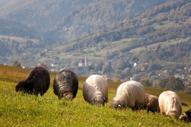 Bir tepede otlayan koyun sürüsü