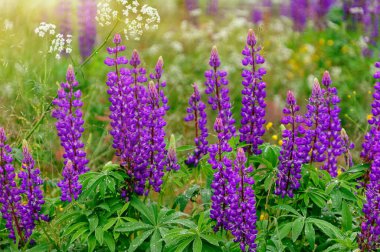 Lupinus, baklagiller (Lupinus) familyasından baklagiller (Lupinus) familyasından bir kuş türü..