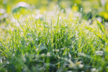 Çiy tanesinde açgözlülük. Seçici odaklanma ve güzel doğal bokeh ile yakın çekim. Alanlarda bulanık arkaplan ve sis.