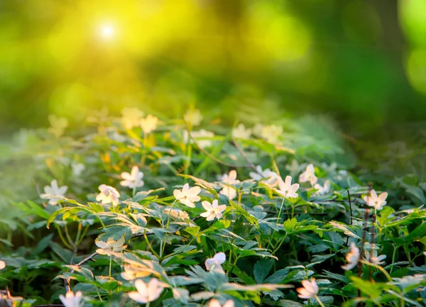 Floresta Floração Pôr Sol Com Foco Suave Primavera Floral Natureza — Fotografia de Stock