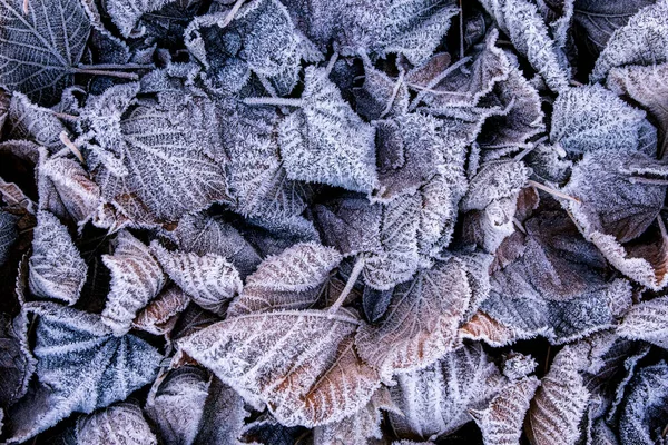 Fagyott Levelek Szabadban Télen Gyönyörű Textúra — Stock Fotó