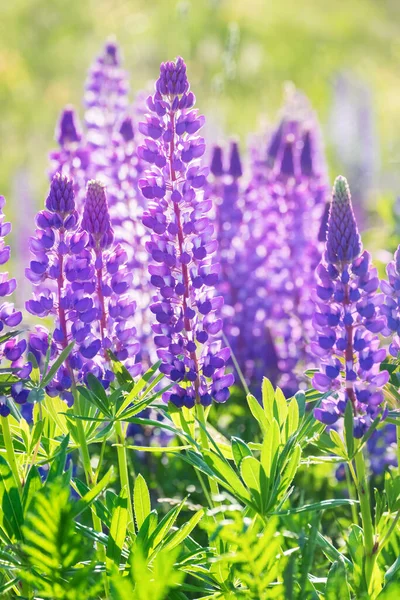 High lush purple lupine flowers, summer meadow.  A field of lupines. Sunlight shines on plants. Gentle warm soft colors, blurred background.