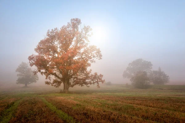 Осінній Ранковий Пейзаж Сонце Світить Крізь Туман Лузі Транквільський Фон — стокове фото
