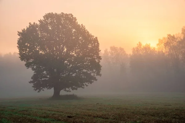 Őszi Reggeli Táj Egy Gyönyörű Tölgyfával Nap Átsüt Ködön Réten — Stock Fotó