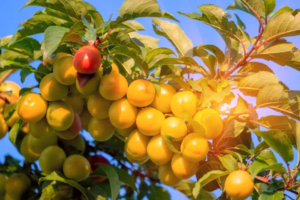 Egy Szilvafa Ágai Érett Lédús Gyümölcsökkel Lenyugvó Nap Sugaraiban Szerves Stock Fotó