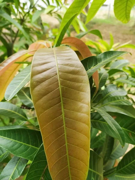 Frisch Grün Gelb Blätter Mangopflanze — Stockfoto