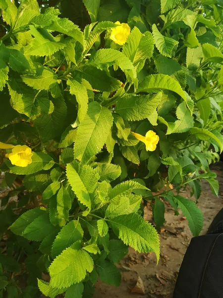 Amarelo Flor Planta Folhas Verdes Bela Natureza Manhã Tempo Vista — Fotografia de Stock