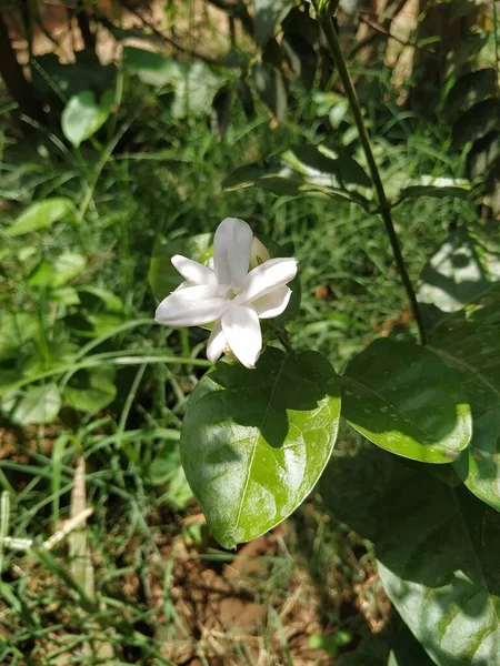 Jasmin Fleur Feuilles Vertes Nature Matin Belle Fleur — Photo