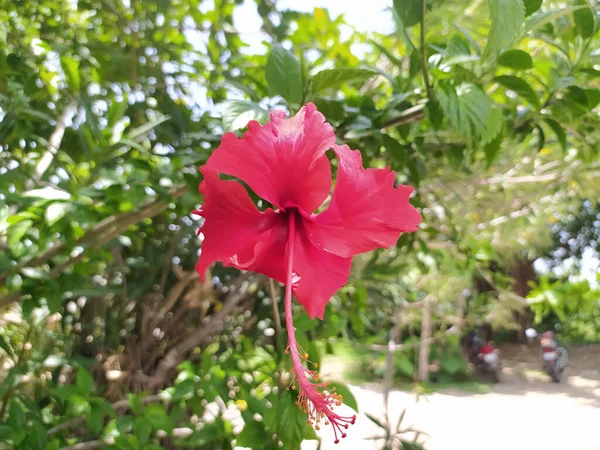 Große Hibiskusblüte Und Die Grünen Blätter Hintergrund — Stockfoto