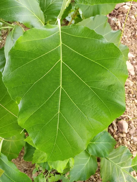 Frisches Großes Grünes Teakholzblatt Blätter Gujarat Mit Schönen Natürlichen Mustern — Stockfoto