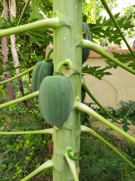 Papaye Verte Biologique Sur Arbre Dans Jardin Branche Plante Plante — Photo