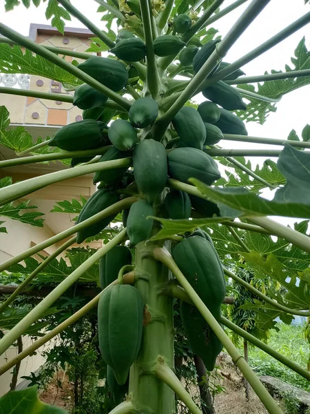 Grüne Bio Papaya Und Blätter Auf Dem Baum Garten Pflanze — Stockfoto