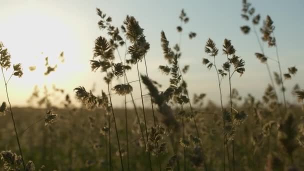 Camera beweging op een prachtig veld met hoog dik gras bij zonsondergang in het tegenovergestelde licht van de zon — Stockvideo