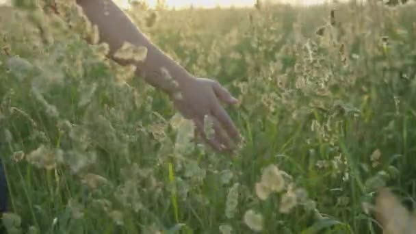 La ragazza cammina attraverso il prato in erba alta di spessore e la sua mano tocca le cime delle orecchie nei raggi del tramonto al rallentatore Video Stock