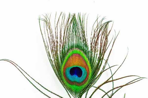 Photo Peacock Tail Feather — Stock Photo, Image