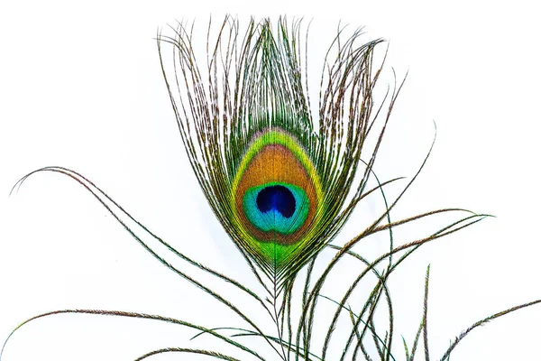 Photograph Beautiful Feather Peacock Tail Royalty Free Stock Photos