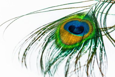 tavus kuşu kuyruk beyaz zemin üzerinde bir tüy