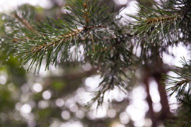 Pinyon çam kozalağı ile çam fıstığı ağacı üzerinde closeup. Sırbistan Avrupa'nın ormanlarda seçici odak.
