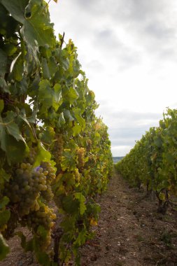 Sunny Alsace, Fransa bağ üzerinde beyaz şarap üzüm demet.