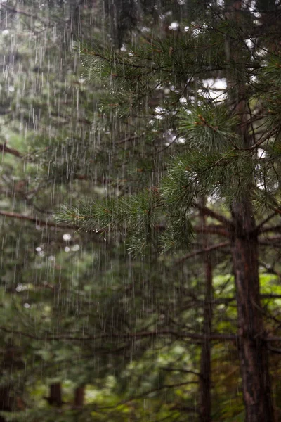 Pine tree with raindrops on the needles on rainy day in forests of Europe,Serbia .