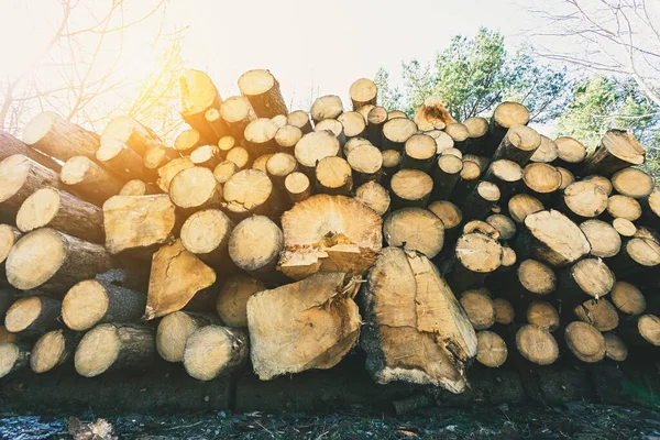 A large pile of wooden spruce and pine logs with backlight sun flare stacked in a forest. Woodworking and heating industry concept