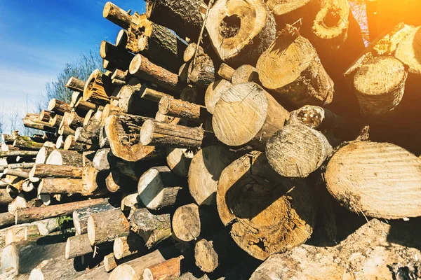 A large pile of wooden spruce and pine logs with backlight sun flare stacked in a forest. Woodworking and heating industry concept